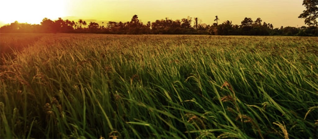 rice field with sunshine